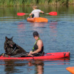 Conditions à respecter pour baigner son chien en mer ou au lac en France.