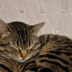 Asthme allergique : vivre avec un chat n’aggrave pas la maladie chez les enfants.