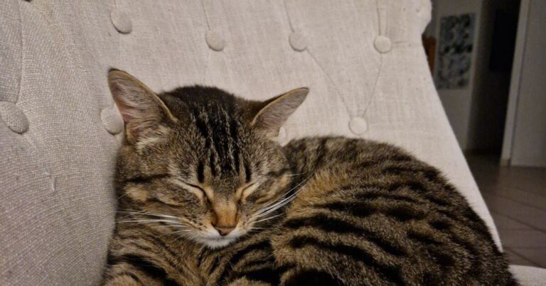 Asthme allergique : vivre avec un chat n’aggrave pas la maladie chez les enfants.