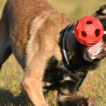 Un homme de Moselle accusé de cruauté après avoir poignardé un chien à neuf reprises.