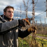 Le Bas-Rhin et le Haut-Rhin se distinguent dans le Guide des meilleurs vins de France.