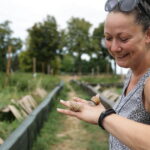 Canicules à Handschuheim : les escargots affectés par la hausse des températures.