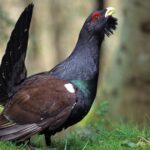 Réintroduction du grand tétras dans le Massif des Vosges : tensions autour du programme en cours.