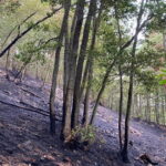 Incendies de Vaugneray : les chasseurs et agriculteurs contribuent à la maîtrise des feux