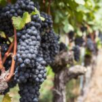 Foire aux Vins : Les pinots noirs d&rsquo;Alsace en vedette cette saison.