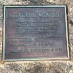 Des graines rapportées de la Lune ont donné naissance à des arbres dans des écoles américaines.