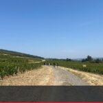 Vendanges précoces dans le Beaujolais soulignent les effets du changement climatique sur l&rsquo;agriculture.