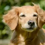 Des études suggèrent que les chiens pourraient révéler des indices sur la longévité humaine.