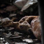 Incendies en France : les animaux touchés par les flammes, une situation inquiétante