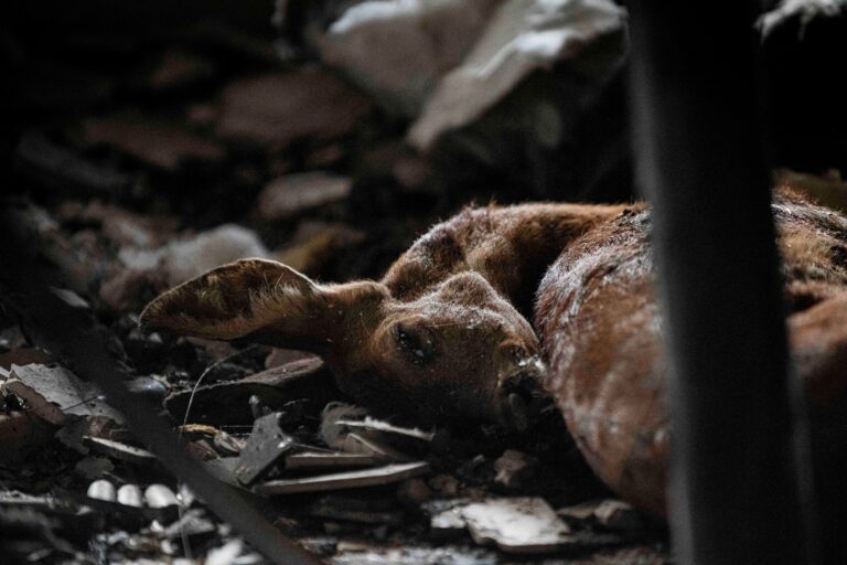 Incendies en France : les animaux touchés par les flammes, une situation inquiétante