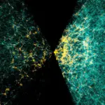 Une nouvelle carte cosmique révèle des trous noirs et des étoiles rares dans l&rsquo;univers.
