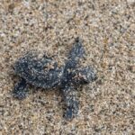 Quarante bébés tortues sauvées des orages sur la plage de Saint-Raphaël dans le Var.