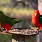 Propagation de la grippe aviaire : les mangeoires de jardin aggravent la situation.