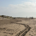 Ponte de tortue caouanne observée sur une plage protégée à Port, selon des écologistes.
