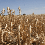 Super El Niño menace les marchés agricoles et énergétiques mondiaux.