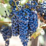 Stabilisation du marché des grands vins en France au premier semestre 2026.