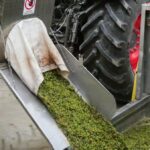 Réchauffement climatique : les vignes camarguaises menacées au domaine Isle Saint-Pierre à Arles.