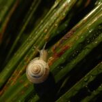 Une miniprotéine d’escargot dévoile une structure inédite pour la biologie moléculaire.