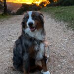 Marseille : des propriétaires cherchent leur chien volé, Austin, depuis plusieurs mois.