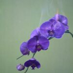 Fleurs de style : analyse des tendances florales dans le secteur de la mode européenne