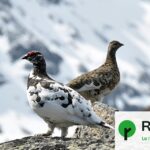 Interdiction de chasse : le grand tétras et le lagopède alpin protégés en France
