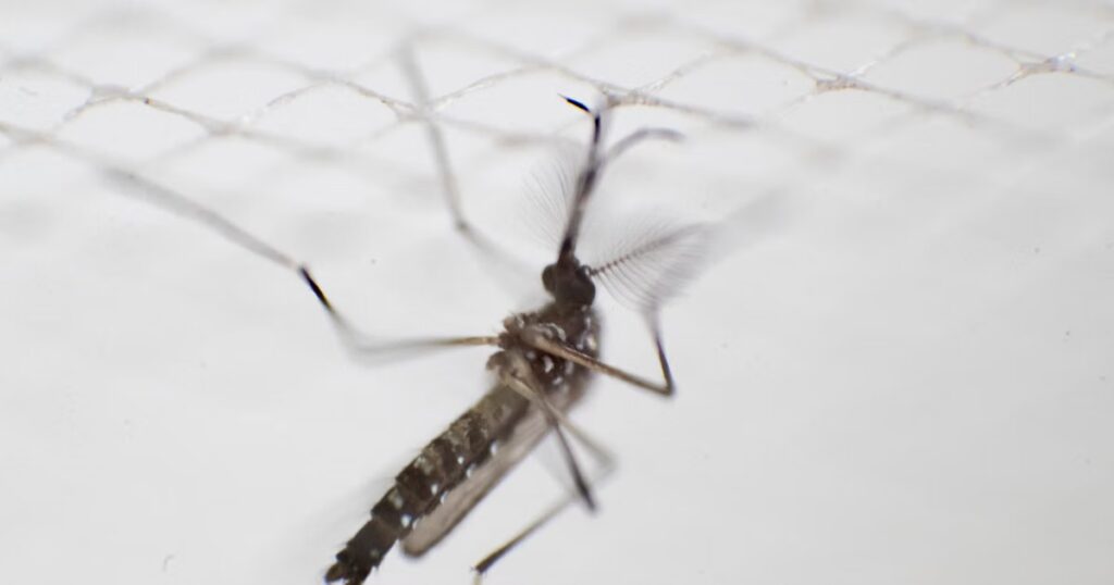 Le répulsif DEET pourrait attirer les moustiques, selon une étude scientifique.
