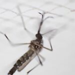 Le répulsif DEET pourrait attirer les moustiques, selon une étude scientifique.