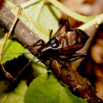 Des ancêtres des katydids remplissaient la forêt jurassique de chants.