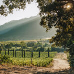 Les vins corses se distinguent lors d&rsquo;une compétition internationale à Paris.
