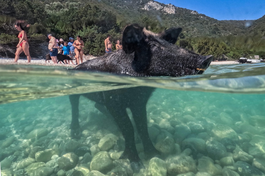 Des cochons noirs nagent en mer Ionienne, attirant l’attention des biologistes marins.