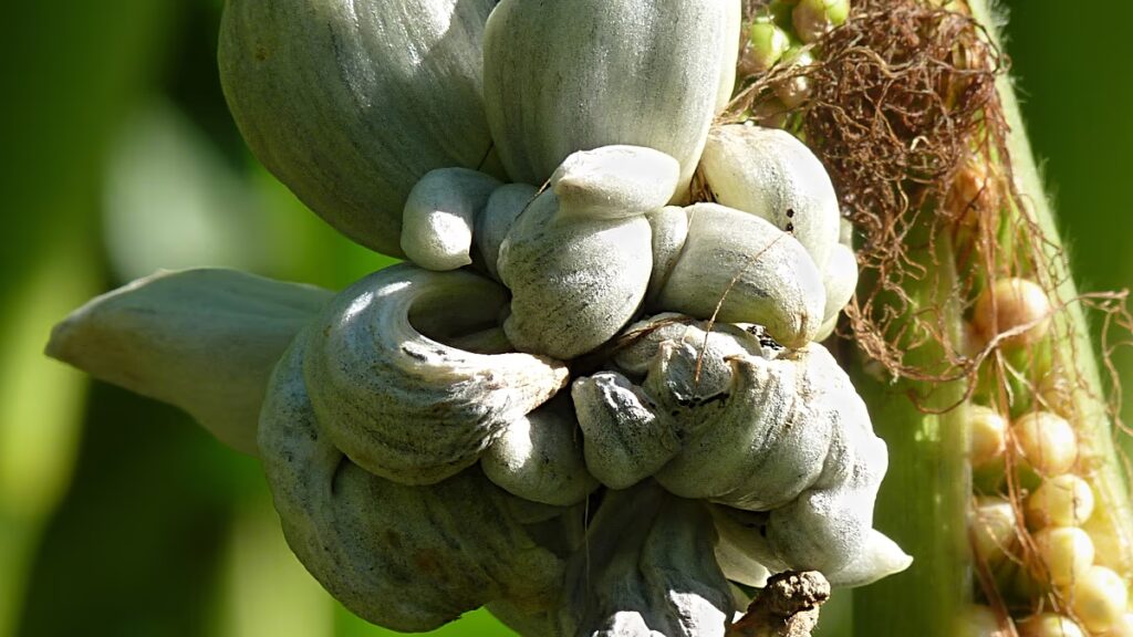 La truffe mexicaine se développe grâce à la sécheresse en agriculture.