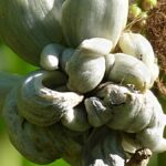 La truffe mexicaine se développe grâce à la sécheresse en agriculture.