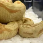 Hérault : un boa constrictor échappé, les autorités demandent de ne pas intervenir.