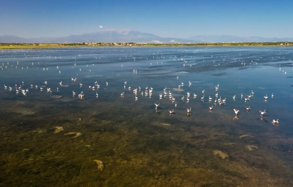 Pyrénées-Orientales : 11.000 flamants roses observés à Canet-en-Roussillon, un chiffre record.