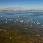 Pyrénées-Orientales : 11.000 flamants roses observés à Canet-en-Roussillon, un chiffre record.