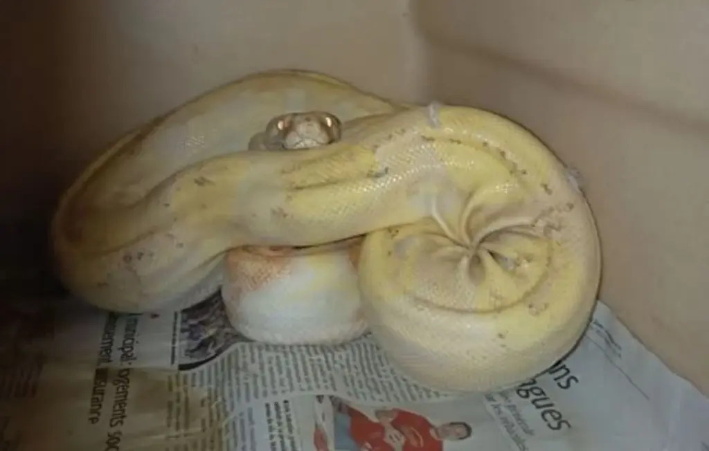 Hérault : Un boa constrictor albinos échappé retrouvé par les autorités locales