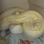 Hérault : Un boa constrictor albinos échappé retrouvé par les autorités locales