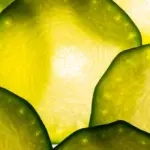 Recettes à base de tomates, courgettes et mirabelles pour un menu de 6 personnes
