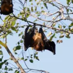 Surveillance des chauves-souris en France pour évaluer leur rôle dans la biodiversité.