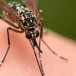 Développement d&rsquo;un vaccin contre les virus transmis par les moustiques : une avancée scientifique significative.