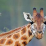 Une girafe traverse le Vaucluse, suscitant l&rsquo;inquiétude des autorités locales.