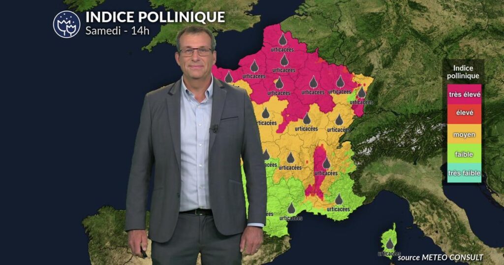 Concentrations de pollens très élevées ce week-end dans le tiers nord du pays.