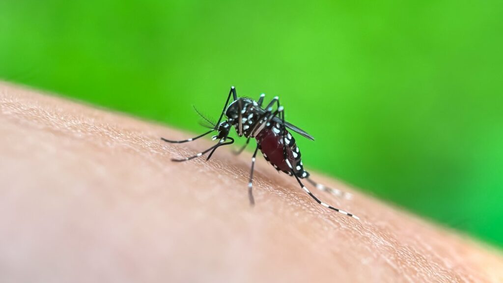 Salive de moustiques : une avancée vers un vaccin contre Zika et dengue ?