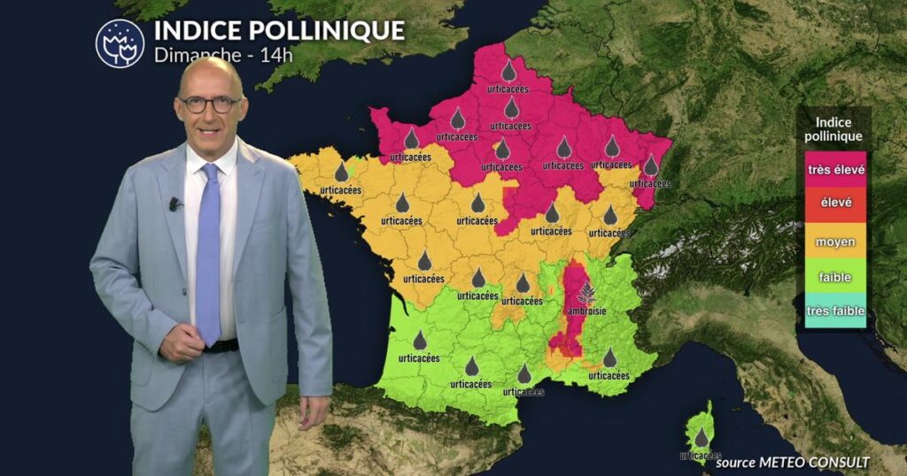 Alerte maximale dans le Nord et l’Est : forte chaleur augmente les taux d’ambroisie et d’urticacées.