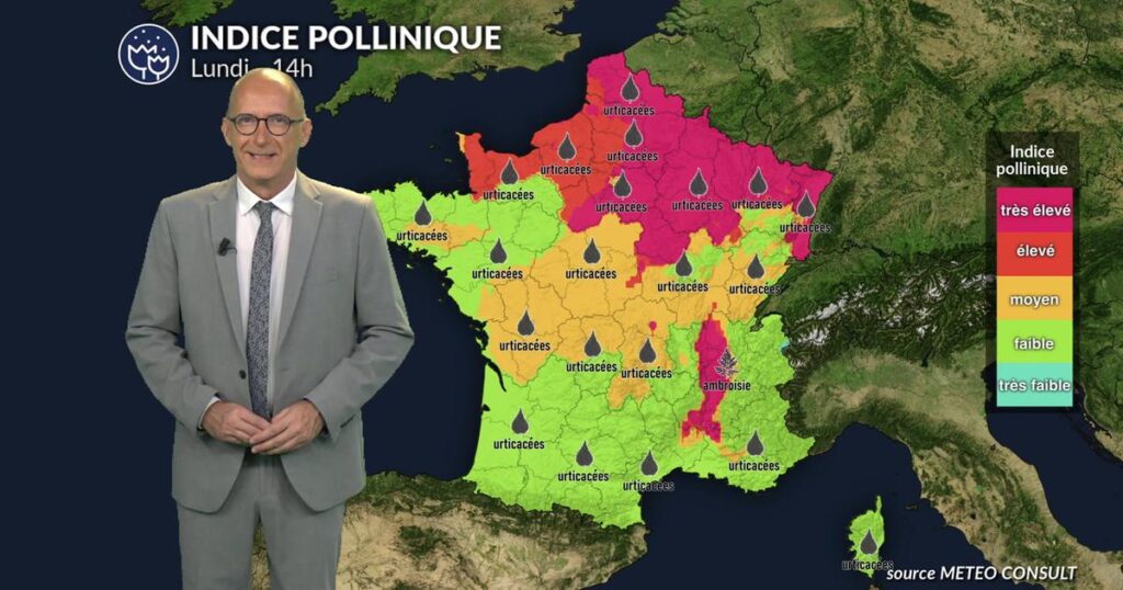 Alerte ambroisie et urticacées dans l’est et le nord face à des températures élevées