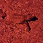 Éclosion des œufs de tortue à l&rsquo;anse de Tabarly à Toulon, un événement marquant pour la biodiversité.