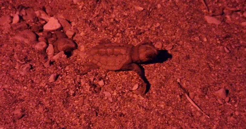 Éclosion des œufs de tortue à l’anse de Tabarly à Toulon, un événement marquant pour la biodiversité.