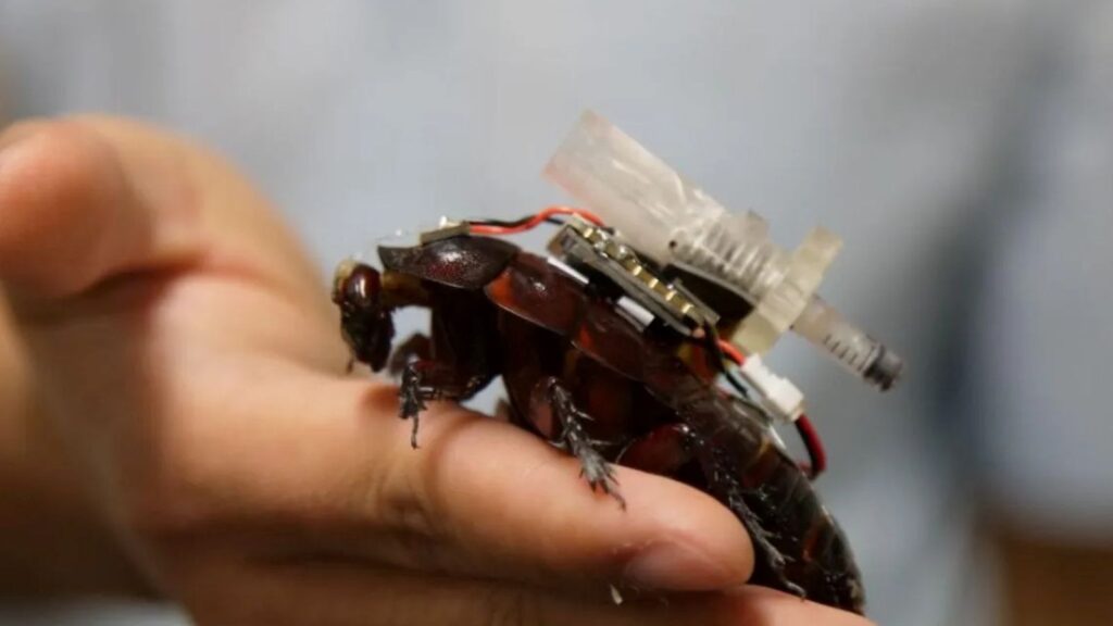 Des cafards cyborgs développés pour rechercher des survivants vont intervenir en médecine.