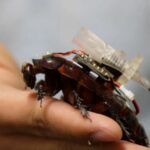 Des cafards cyborgs développés pour rechercher des survivants vont intervenir en médecine.