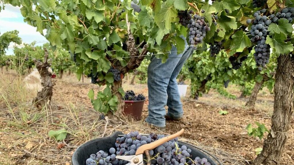 Accords de durabilité : les vins IGP Pays d’Oc se vendent à un prix équitable